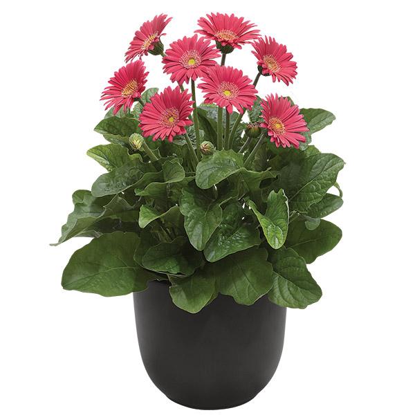 Gerbera Garvinea Sweet Heart - 1.5L