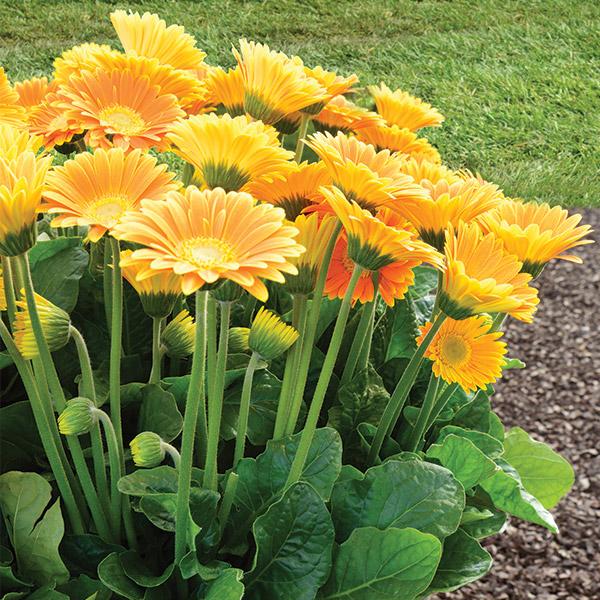 Gerbera Garvinea Sweet Honey - 2L