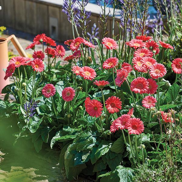 Gerbera Garvinea Sweet Sixteen - 1.5L