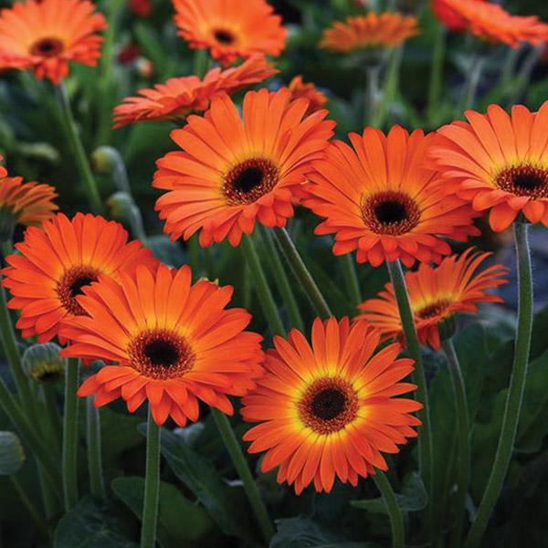 Gerbera Garvinea Sweet Sunset - 1.5L