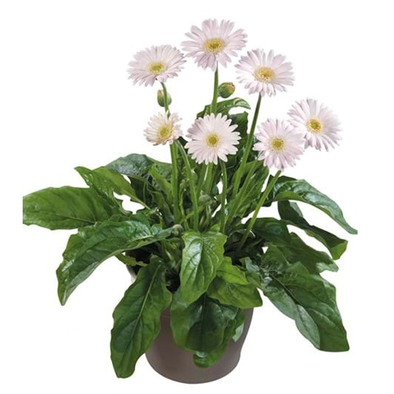 Gerbera Garvinea Valerie - 2L