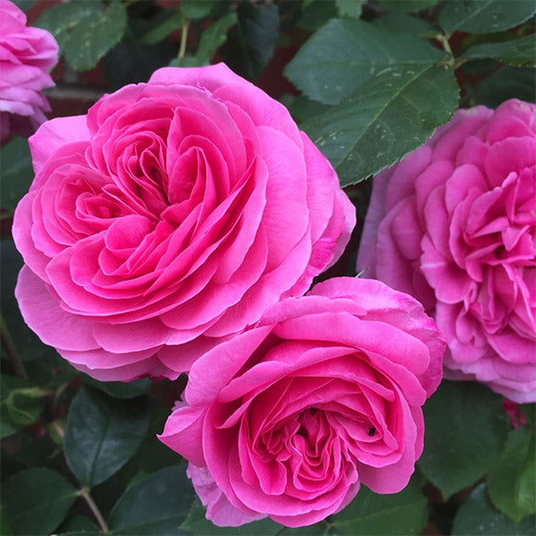 Gertrude Jekyll