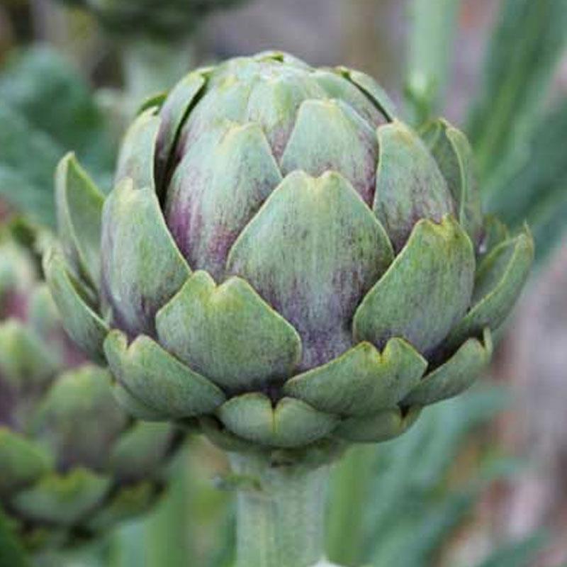 Artichoke Globe Vegetable Pot - 10CM