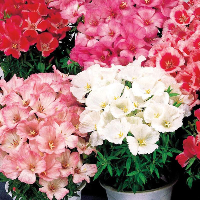 Godetia Silk And Satin Flower Punnet