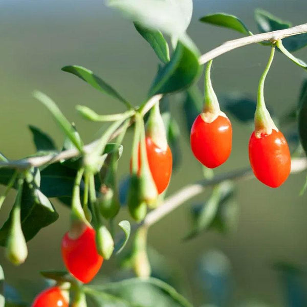 Gojiberry - 10CM