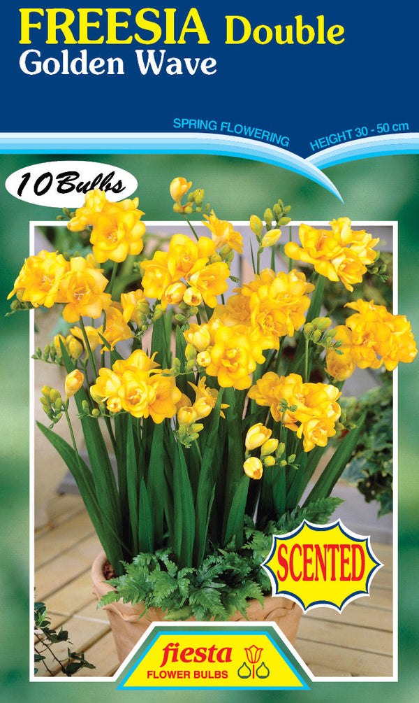 Freesia Double Golden Wave 10PK