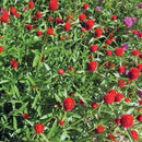 Gomphrena Strawberry Fields Seed