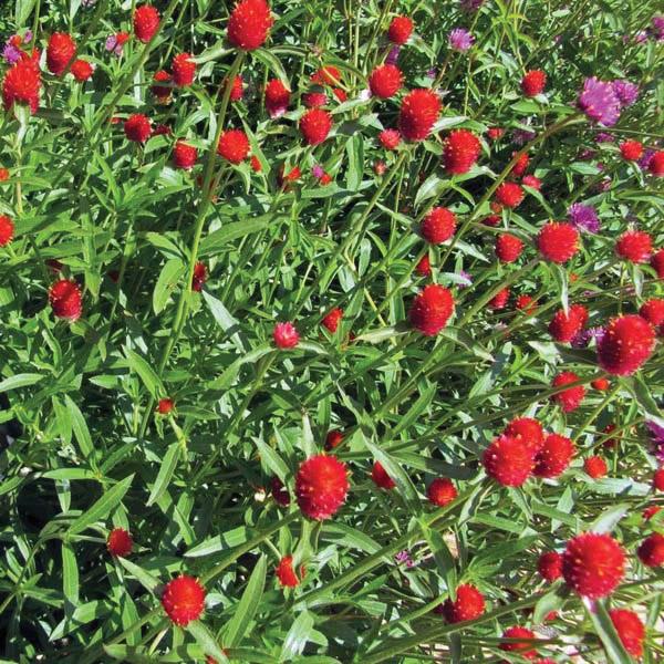 Gomphrena Strawberry Fields Seed