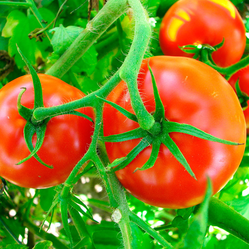 Grafted Tomato Assorted - 1.3L