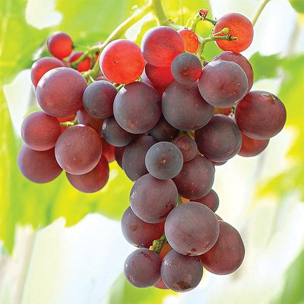 Grape Candice Seedless - 3L