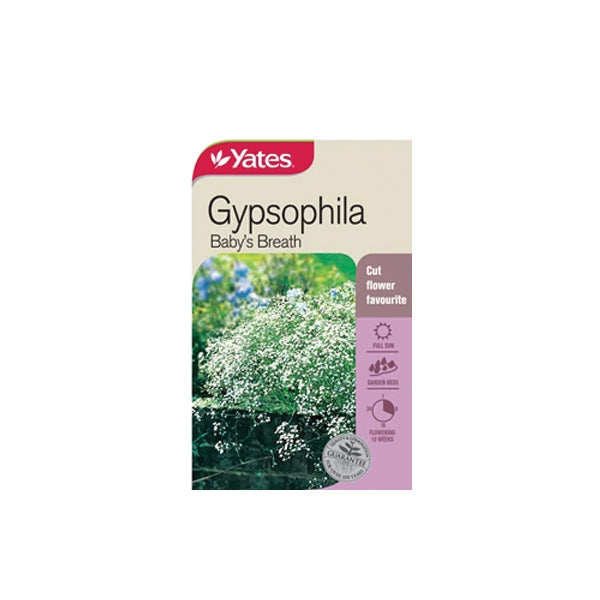 Gypsophila Baby's Breath