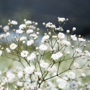 Gypsophila Baby's Breath