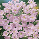 Gypsophila Bright Rose Seed