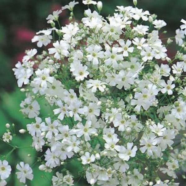 Gypsophila White Flower Punnet