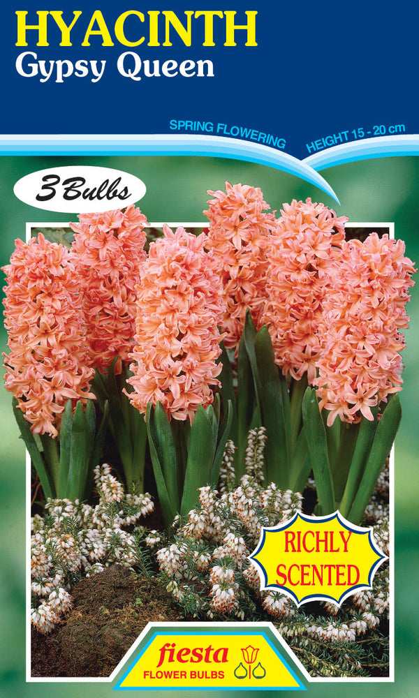 Hyacinth Gypsy Queen 3PK