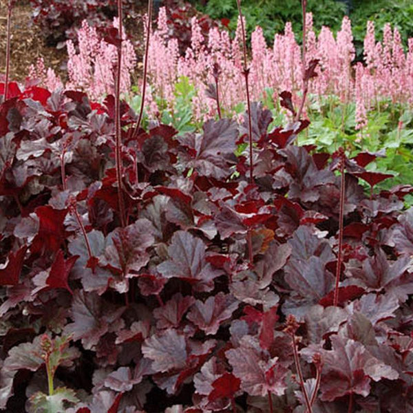 Heuchera Coral Bells Flower Punnet