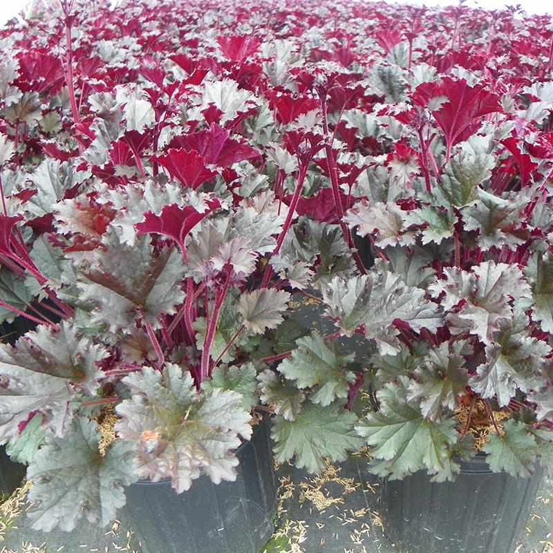 Heuchera Dark Secret Pvr - 2.4L