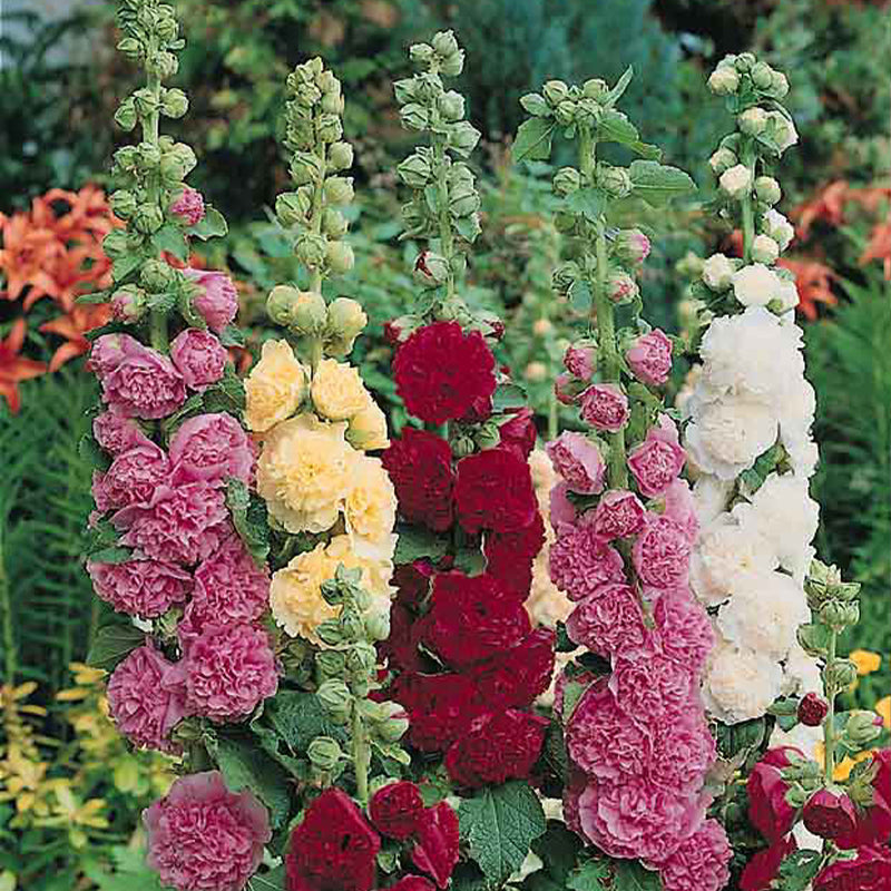Hollyhock Summer Carnival Flower Punnet