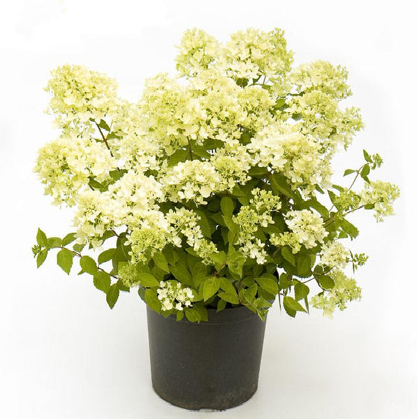 Hydrangea Bombshell - 2.4L