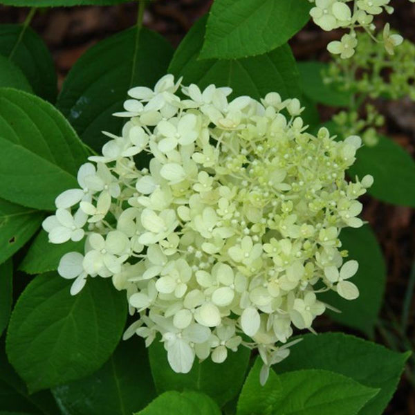 Hydrangea Limelight - 2.4L
