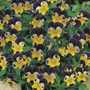Heartsease Johnny Jump Up Seed