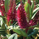 Native Hebe (Napuka)