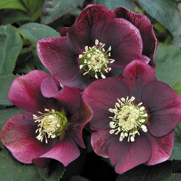 Hellebore Flash Gordon - 2.4L