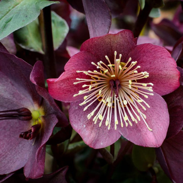 Hellebore Ice N Roses Red - 2.4L
