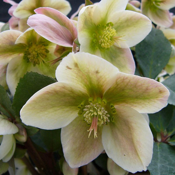 Helleborus Ivory Prince Pvr - 2.4L