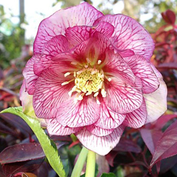 Hellebore Lily - 2.4L