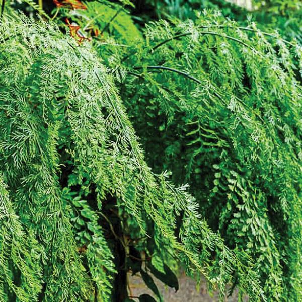 Asplenium Bulbiferum - 2.4L
