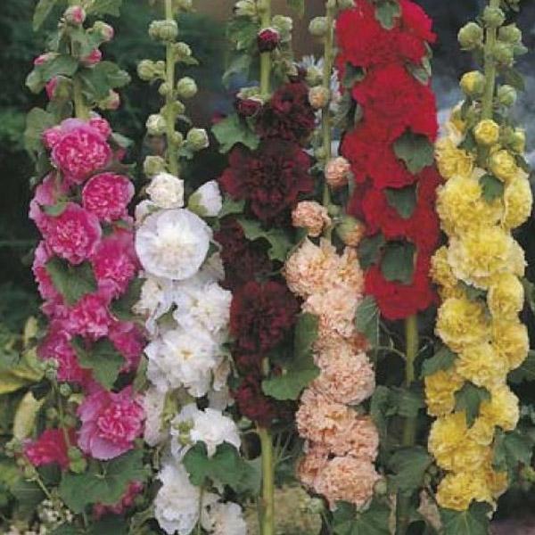 Hollyhock Chaters Double Mix Flower Punnet
