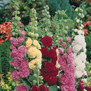 Hollyhock Double Elegance