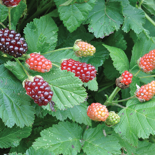 Hybridberry Thornless Jewel - 3L