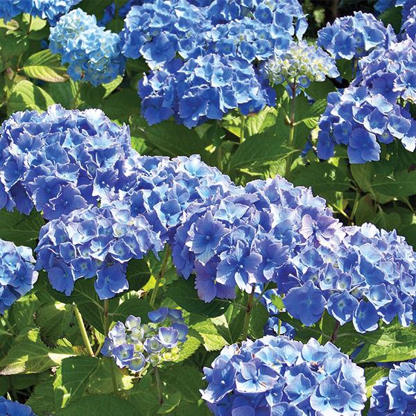 Hydrangea Blue Diamond - 4.5L
