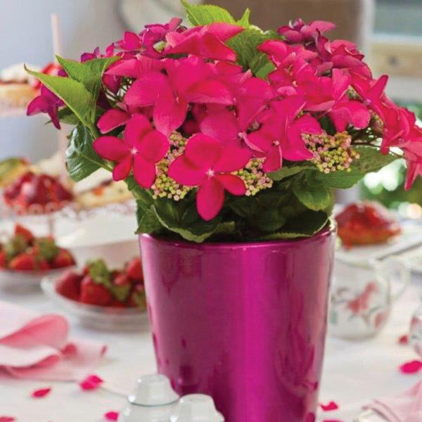 Hydrangea Strawberries & Cream - 2.5L