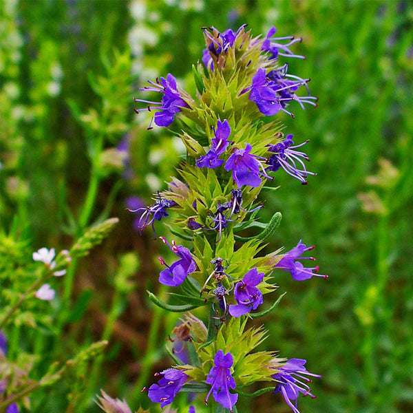 Hyssop  - 10CM