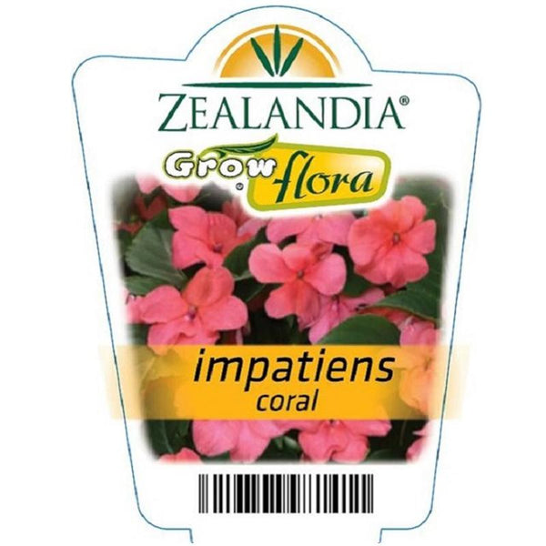 Impatiens Coral Blush Flower Punnet