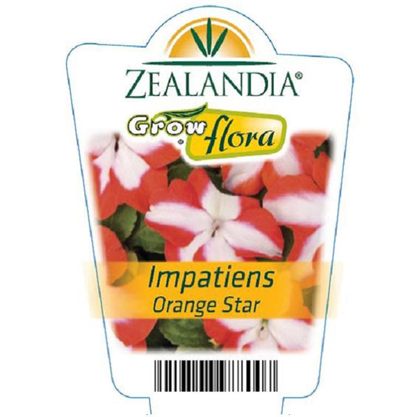 Impatiens Orange Star Flower Punnet