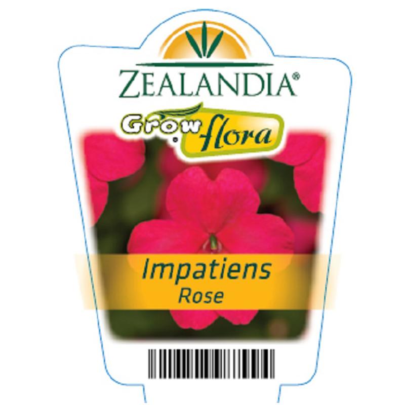 Impatiens Rose Flower Punnet