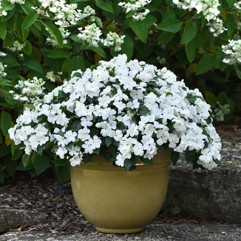 Impatiens White Flower Punnet