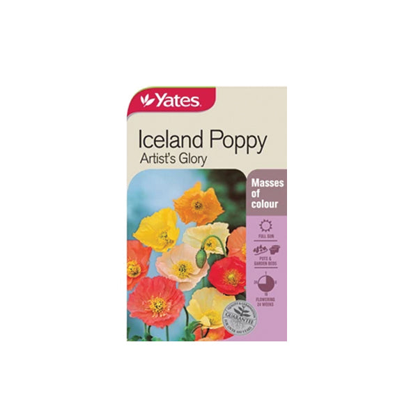 Iceland Poppy Artist's Glory