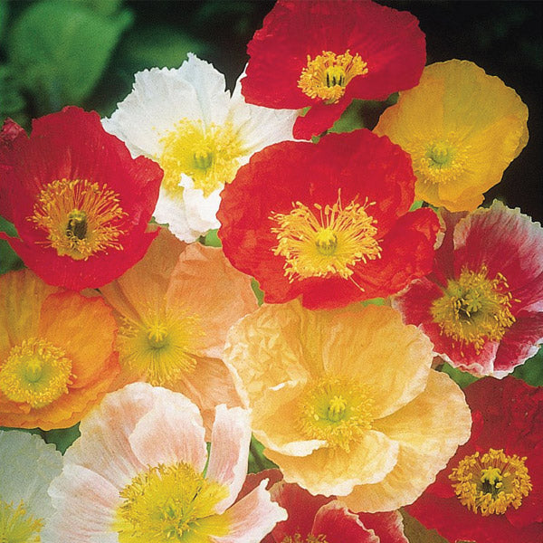 Iceland Poppy Artist's Glory