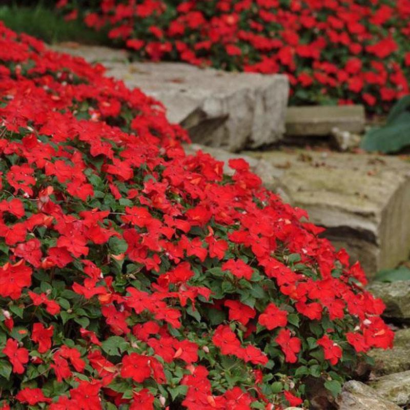 Impatiens Red Flower Punnet