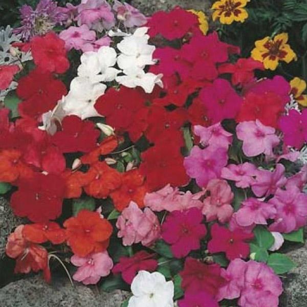 Impatiens Safari Mixed F2 Seed