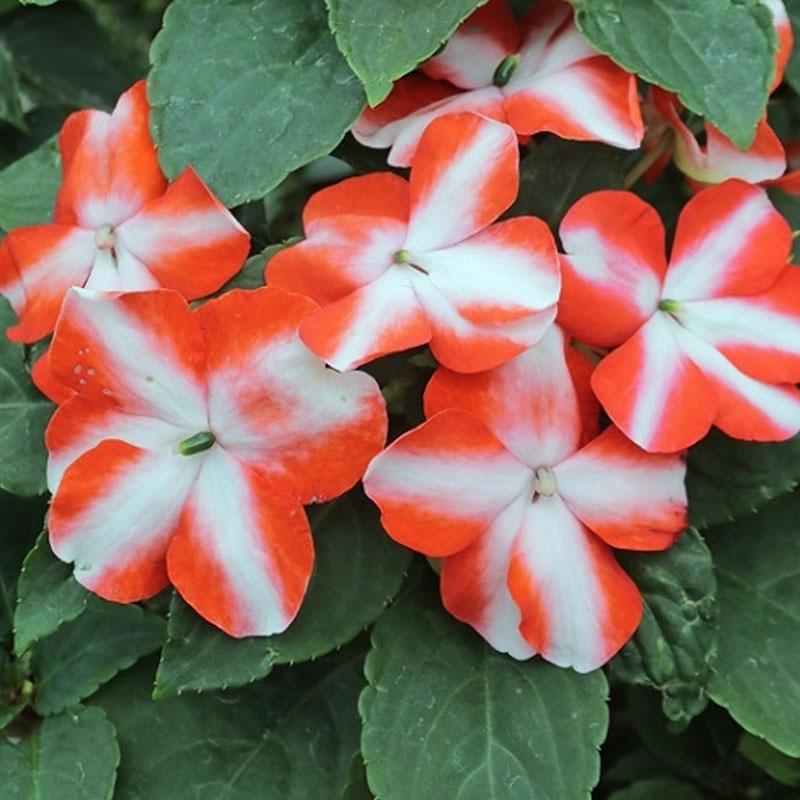 Impatiens Red Star Flower Punnet