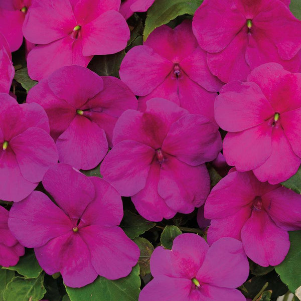 Impatiens Violet Flower Punnet