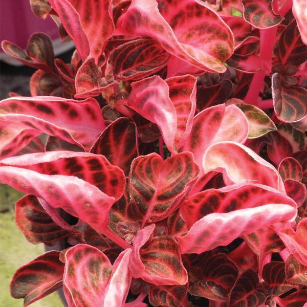 Iresine Ruby Glow - 14cm