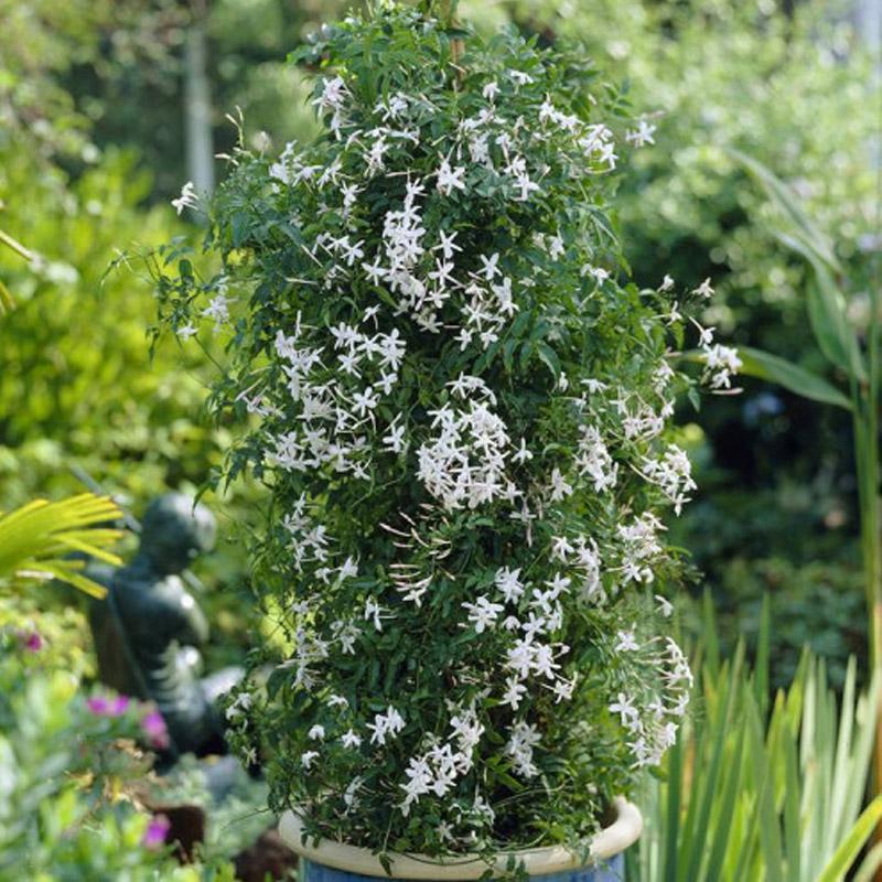 Jasminum Polyanthum - 3.3L