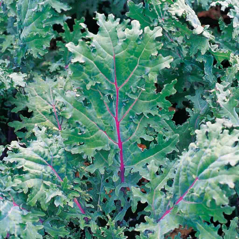 Kale Red Russian Vegetable Punnet